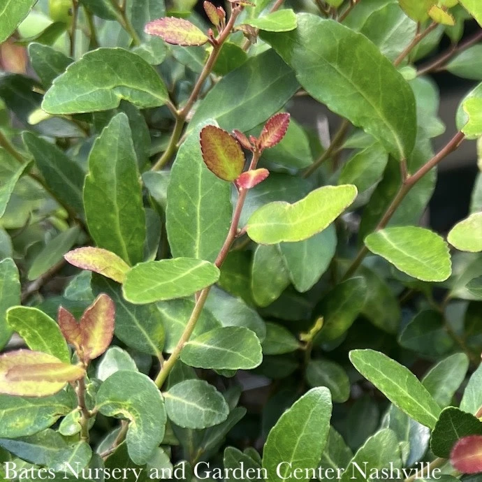 #2 Ilex Vom Stoke's Dwarf/ Yaupon Holly (male) Native (TN) 1 #2 Ilex Vom Stoke's Dwarf/ Yaupon Holly (male) Native (TN)