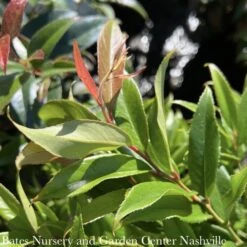 #2 Leucothoe Axil ReJoyce/ CoastalNative (R) -Cheap Sapling Pulse Store 2 leucothoe axil rejoyce coastal native r 2