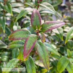 #2 Leucothoe Axillaris/ CoastalNative (R) -Cheap Sapling Pulse Store 2 leucothoe axillaris coastal native r 3