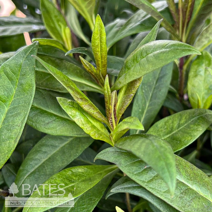 #2 Phlox P. Eilene Glass 1 #2 Phlox P. Eilene Glass