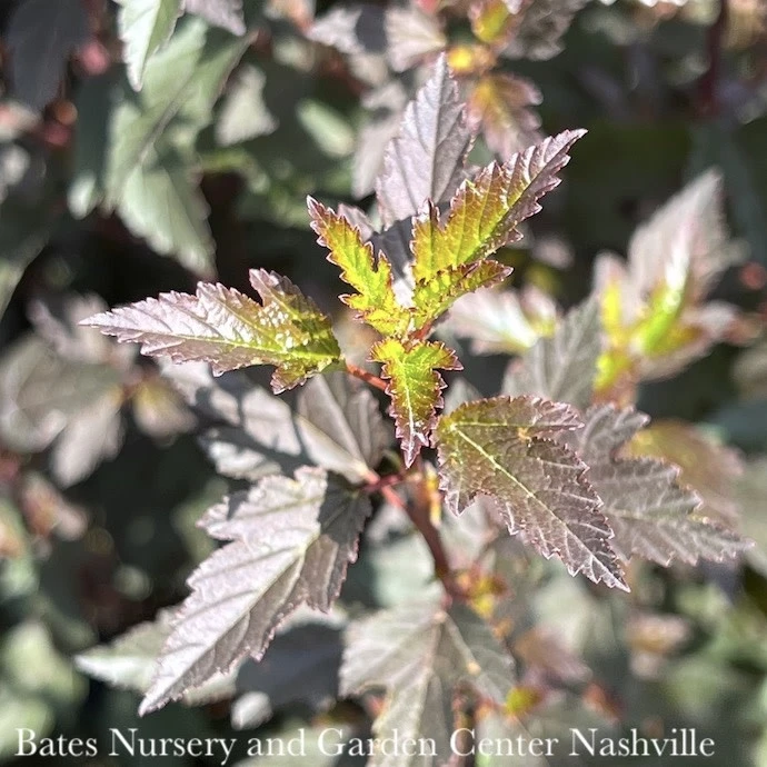 #2 Physocarpus Opulifolius Little Joker/ Dwarf Ninebark Native (TN) 1 #2 Physocarpus Opulifolius Little Joker/ Dwarf Ninebark Native (TN)