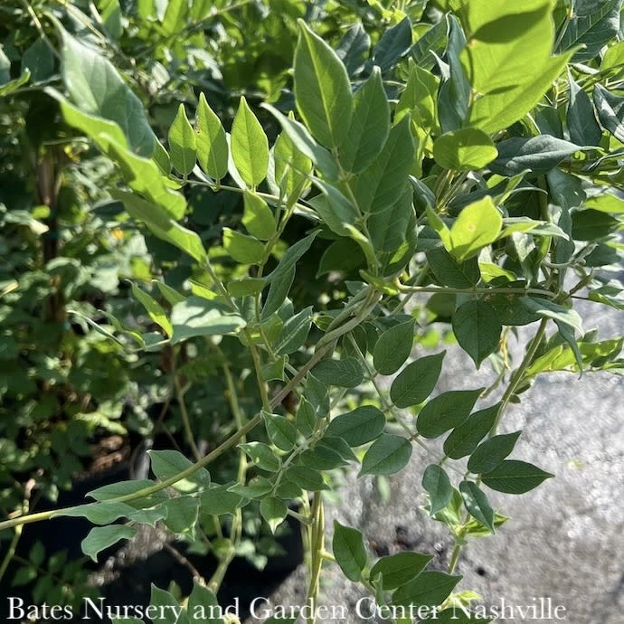 #2 Wisteria Macro Blue Moon/ Kentucky Native (TN) 1 #2 Wisteria Macro Blue Moon/ Kentucky Native (TN)