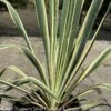 #2 Yucca Fil Bright Edge/ Variegated Native (TN)
