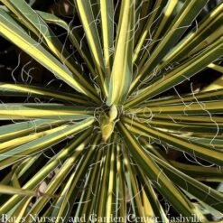 #2 Yucca Fil Color Guard/ Variegated Yellow Native (TN) -Cheap Sapling Pulse Store 2 yucca fil color guard variegated yellow native t 2