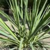 #2 Yucca Fil Ivory Towers Native (TN)