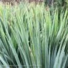 #2 Yucca Rostrata Sapphire Skies/ Beaked Blue