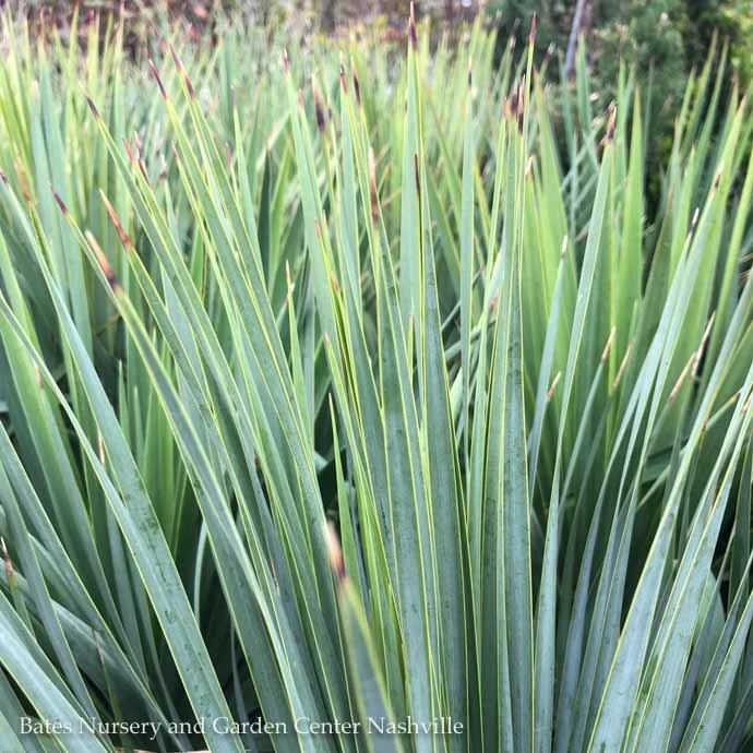 #2 Yucca Rostrata Sapphire Skies/ Beaked Blue 1 #2 Yucca Rostrata Sapphire Skies/ Beaked Blue