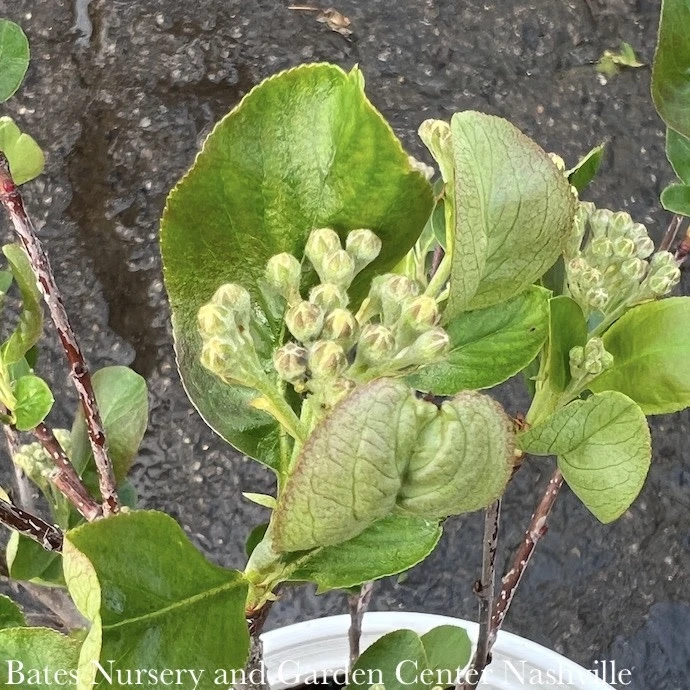 #2s Aronia Melano PW Low Scape 'Mound'/ Black Chokeberry Native (TN) 2 #2s Aronia Melano PW Low Scape 'Mound'/ Black Chokeberry Native (TN) - Image 2