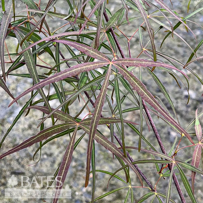 #3 Acer Pal Hubb's Red Willow/ Upright Red Japanese Maple 2 #3 Acer Pal Hubb's Red Willow/ Upright Red Japanese Maple - Image 2
