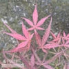 #3 Acer Pal Hubb's Red Willow/ Upright Red Japanese Maple