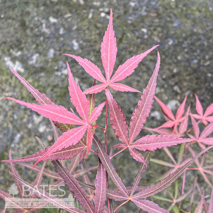 #3 Acer Pal Hubb's Red Willow/ Upright Red Japanese Maple 1 #3 Acer Pal Hubb's Red Willow/ Upright Red Japanese Maple