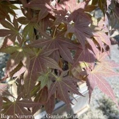 #3 Acer Pal Iijima Sunago/ Upright Red-Orange Japanese Maple -Cheap Sapling Pulse Store 3 acer pal iijima sunago upright red orange japane 2