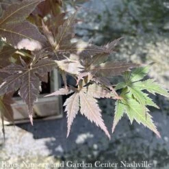 #3 Acer Pal Iijima Sunago/ Upright Red-Orange Japanese Maple