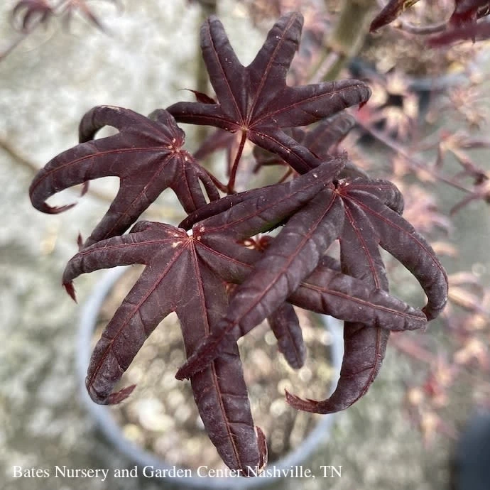 #3 Acer Pal Peve Starfish/ Upright Red Japanese Maple 2 #3 Acer Pal Peve Starfish/ Upright Red Japanese Maple - Image 2