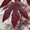 #3 Acer Pal Peve Starfish/ Upright Red Japanese Maple