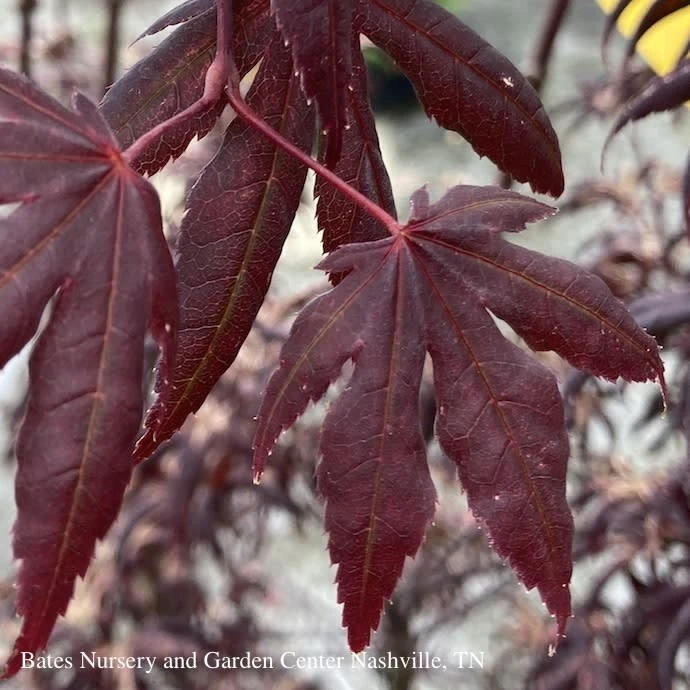 #3 Acer Pal Peve Starfish/ Upright Red Japanese Maple 3 #3 Acer Pal Peve Starfish/ Upright Red Japanese Maple - Image 3