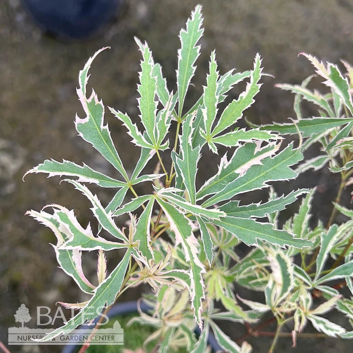 #3 Acer Pal Var Diss Hana Tsukasa/ Variegated Japanese Maple 1 #3 Acer Pal Var Diss Hana Tsukasa/ Variegated Japanese Maple