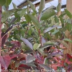 #3 Aronia Melano PW Low Scape 'Snowfire'/ Black Chokeberry Native (TN)