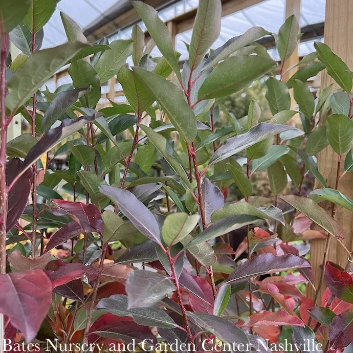 #3 Aronia Melano PW Low Scape 'Snowfire'/ Black Chokeberry Native (TN) 1 #3 Aronia Melano PW Low Scape 'Snowfire'/ Black Chokeberry Native (TN)