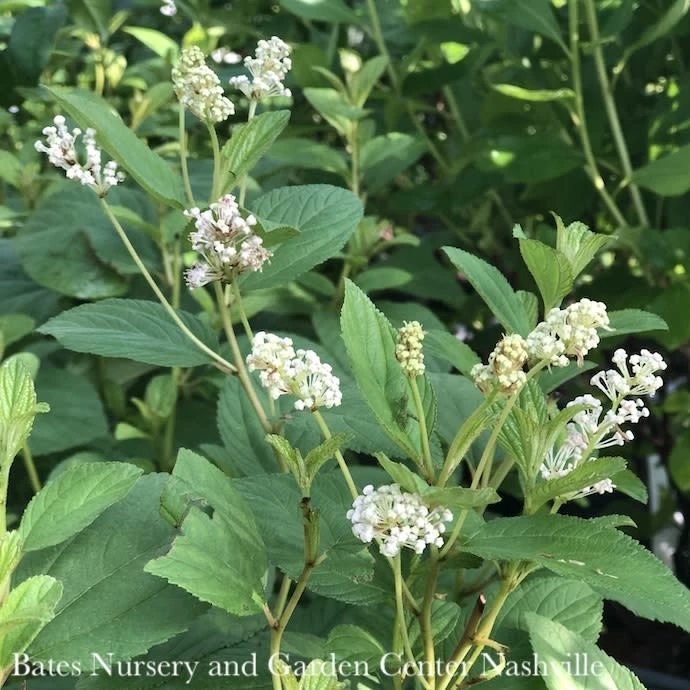 #3 Ceanothus Americanus/ New Jersey Tea Native (TN) 1 #3 Ceanothus Americanus/ New Jersey Tea Native (TN)