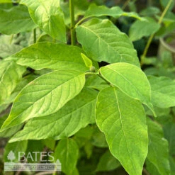 #3 Cephalanthus Occ Crimson Comet/ Buttonbush Native (TN) -Cheap Sapling Pulse Store 3 cephalanthus occ crimson comet buttonbush native 2