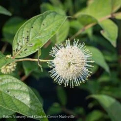 #3 Cephalanthus Occ Magical Moonlight/ Buttonbush Native (TN)