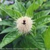 #3 Cephalanthus Occ Sugar Shack/ Dwarf Buttonbush Native (TN)