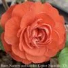 #3 Chaenomeles Speciosa PW Double Take Orange Storm/ Flowering Quince