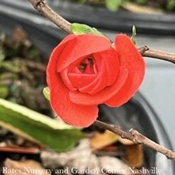 #3 Chaenomeles Speciosa PW Double Take Orange Storm/ Flowering Quince -Cheap Sapling Pulse Store 3 chaenomeles speciosa pw double take orange storm 2