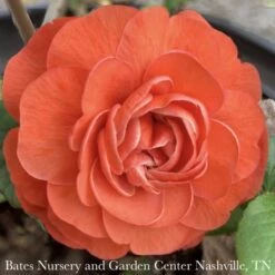 #3 Chaenomeles Speciosa PW Double Take Orange Storm/ Flowering Quince