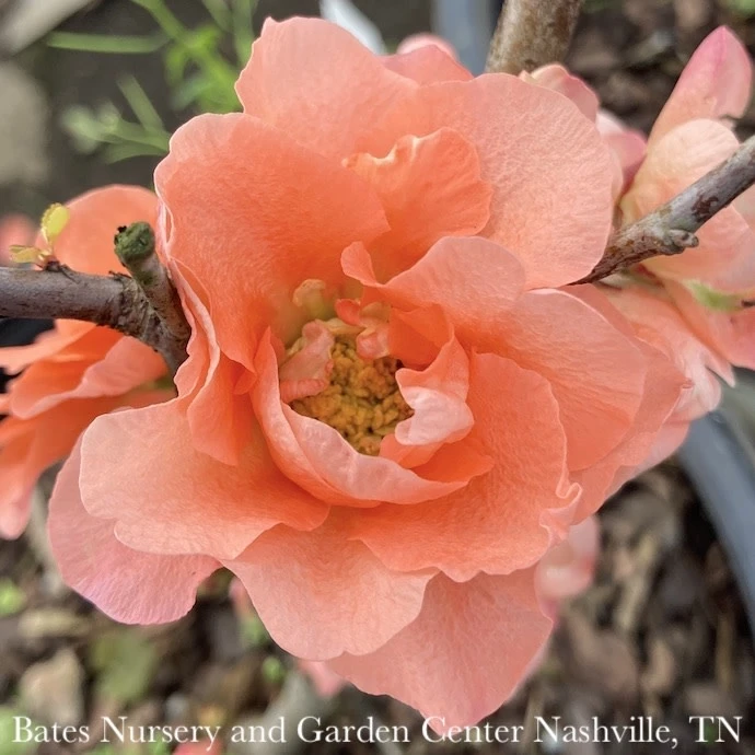 #3 Chaenomeles Speciosa PW Double Take Peach Storm/ Flowering Quince 1 #3 Chaenomeles Speciosa PW Double Take Peach Storm/ Flowering Quince