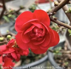 #3 Chaenomeles Speciosa PW Double Take Scarlet Storm/ Flowering Quince -Cheap Sapling Pulse Store 3 chaenomeles speciosa pw double take scarlet stor 2