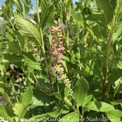 #3 Clethra Alnifolia Ruby Spice/ Pink Summersweet Native (TN) -Cheap Sapling Pulse Store 3 clethra alnifolia ruby spice pink summersweet na 2