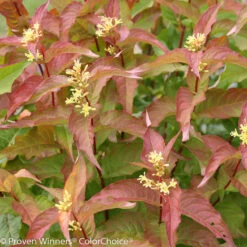 #3 Diervilla X PW Kodiak 'Orange'