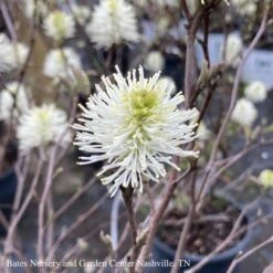 #3 Fothergilla X Mt. Airy/ Witch Alder