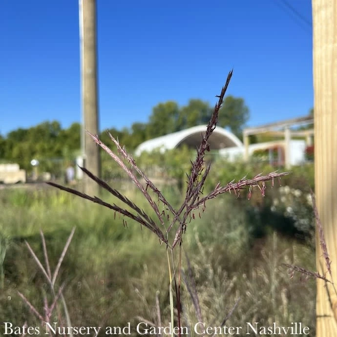 #3 Grass Andropogon Ger Holy Smoke/ Big Bluestem Native (TN) 2 #3 Grass Andropogon Ger Holy Smoke/ Big Bluestem Native (TN) - Image 2