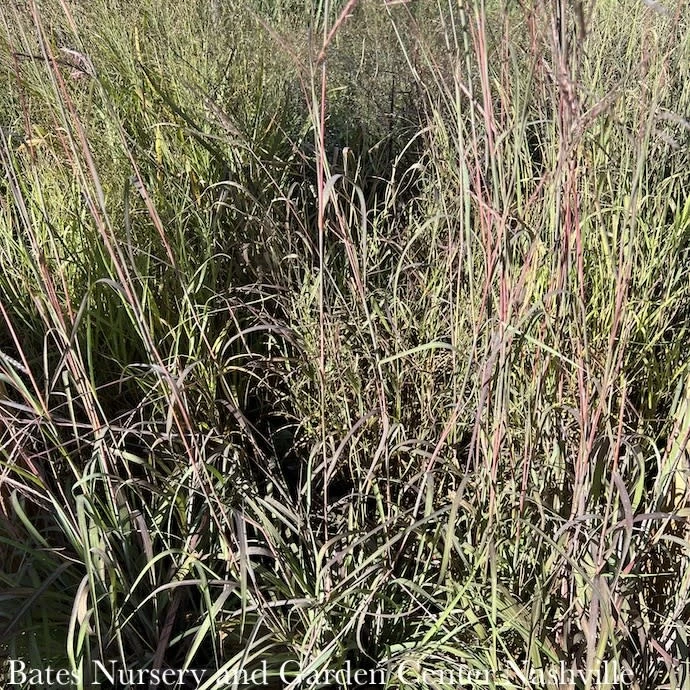 #3 Grass Andropogon Ger Holy Smoke/ Big Bluestem Native (TN) 1 #3 Grass Andropogon Ger Holy Smoke/ Big Bluestem Native (TN)