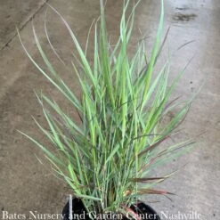 #3 Grass Panicum Virg PW Cheyenne Sky/ Switch Native (TN) -Cheap Sapling Pulse Store 3 grass panicum virg pw cheyenne sky switch native 2
