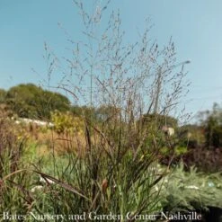 #3 Grass Panicum Virg PW Cheyenne Sky/ Switch Native (TN)