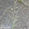 #3 Grass Sporobolus Heterolepis/ Prairie Dropseed Native (TN)