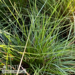 #3 Grass Sporobolus Heterolepis/ Prairie Dropseed Native (TN) -Cheap Sapling Pulse Store 3 grass sporobolus heterolepis prairie dropseed na 2