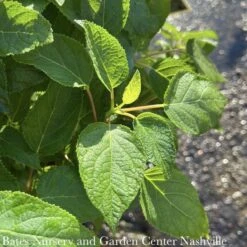 #3 Hydrangea Arb PW Invincibelle Sublime/ Smooth Green (Annabelle Type) Native (TN)