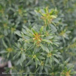 #3 Ilex Glabra PW Gem Box/ Inkberry Holly (female) Native (TN)