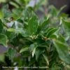 #3 Ilex Vert AB Southern Gentleman/ Deciduous Winterberry Holly (male) Native (TN)