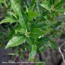 #3 Ilex Vert AB Winter Red/ Deciduous Winterberry Holly (female) Native (TN)