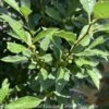 #3 Ilex Vert Berry Heavy Gold/ Deciduous Winterberry Holly (female) Native (TN)