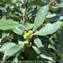 #3 Ilex Vert Little Goblin Red/ Deciduous Winterberry Holly (female) Native (TN)