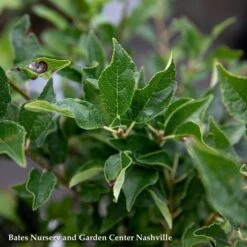 #3 Ilex Vert Southern Gentleman/ DeciduousWinterberry Holly (male) Native (TN)