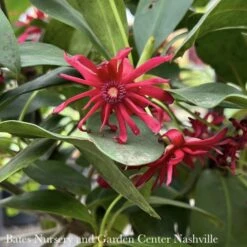 #3 Illicium Floridanum SL 'Miss Scarlett'/ Flowering Anise Native (R)