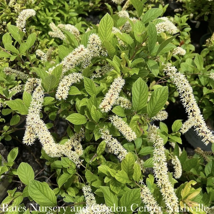 #3 Itea Virginica Henry's Garnet/ Virginia Sweetspire Native (TN) 1 #3 Itea Virginica Henry's Garnet/ Virginia Sweetspire Native (TN)